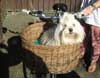 Cykelkorg med hund